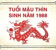 tong quan ve tuoi mau thin 1988 hop huong nao