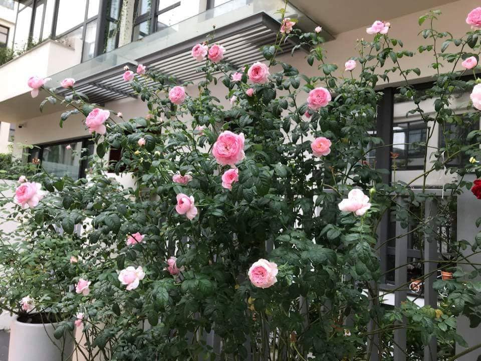 Hoa hồng leo trồng ban công