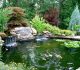 Thiết kế sân vườn tiểu cảnh đẹp hồ cá Koi