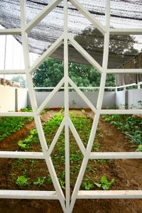 Nhà ống độc đáo với vườn rau trên sân thượng. 5