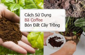 Cách sử dụng bã cà phê bón đất cây trồng 1