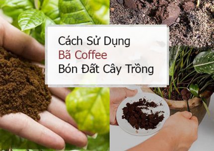 Cách sử dụng bã cà phê bón đất cây trồng 1